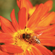 Image for article titled Evolution finally explains the real story behind the birds and the bees